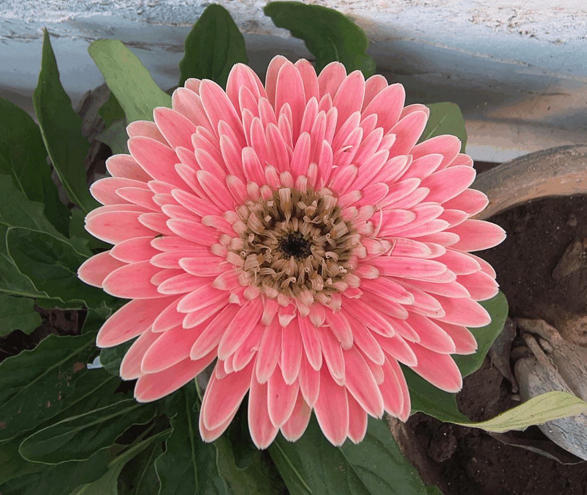 Gerbera Daisy