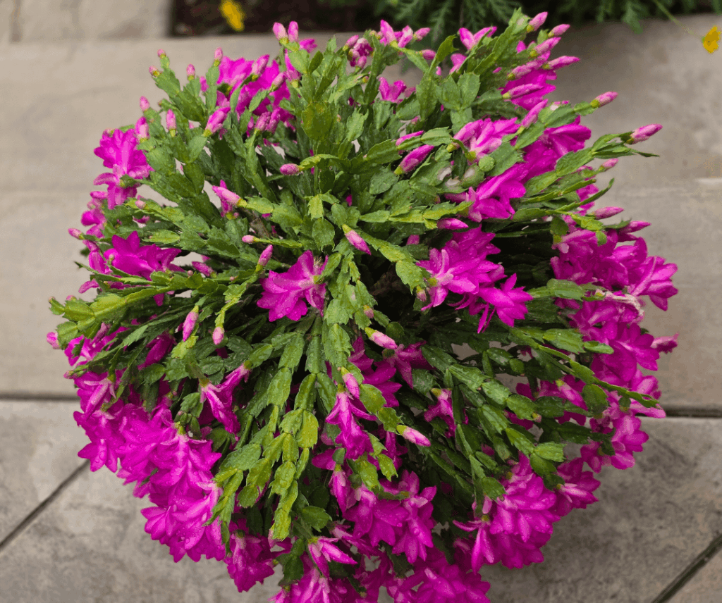 My thanksgiving cactus appreciation post