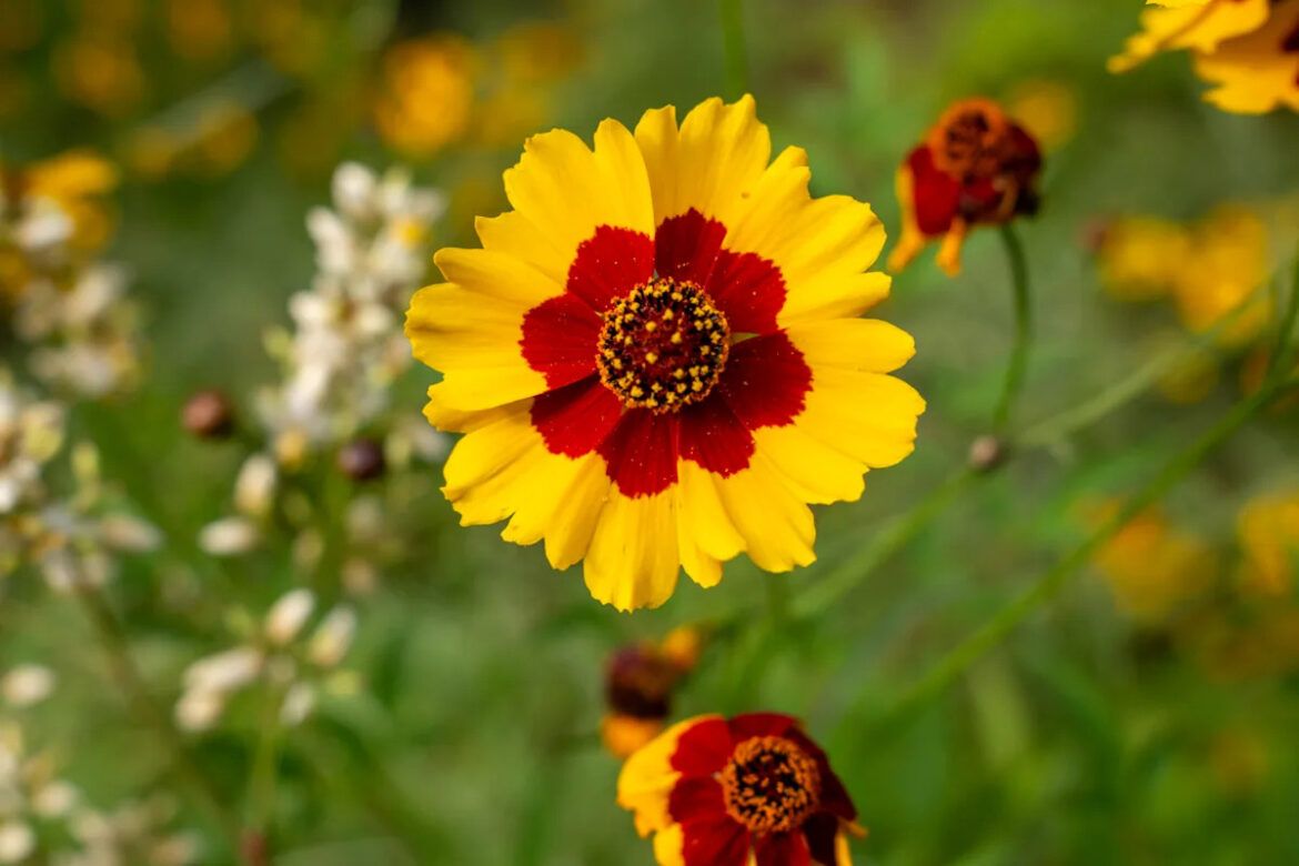 21 Cheap Perennials to Grow That Will Make Your Garden Pop Yahoo creators home