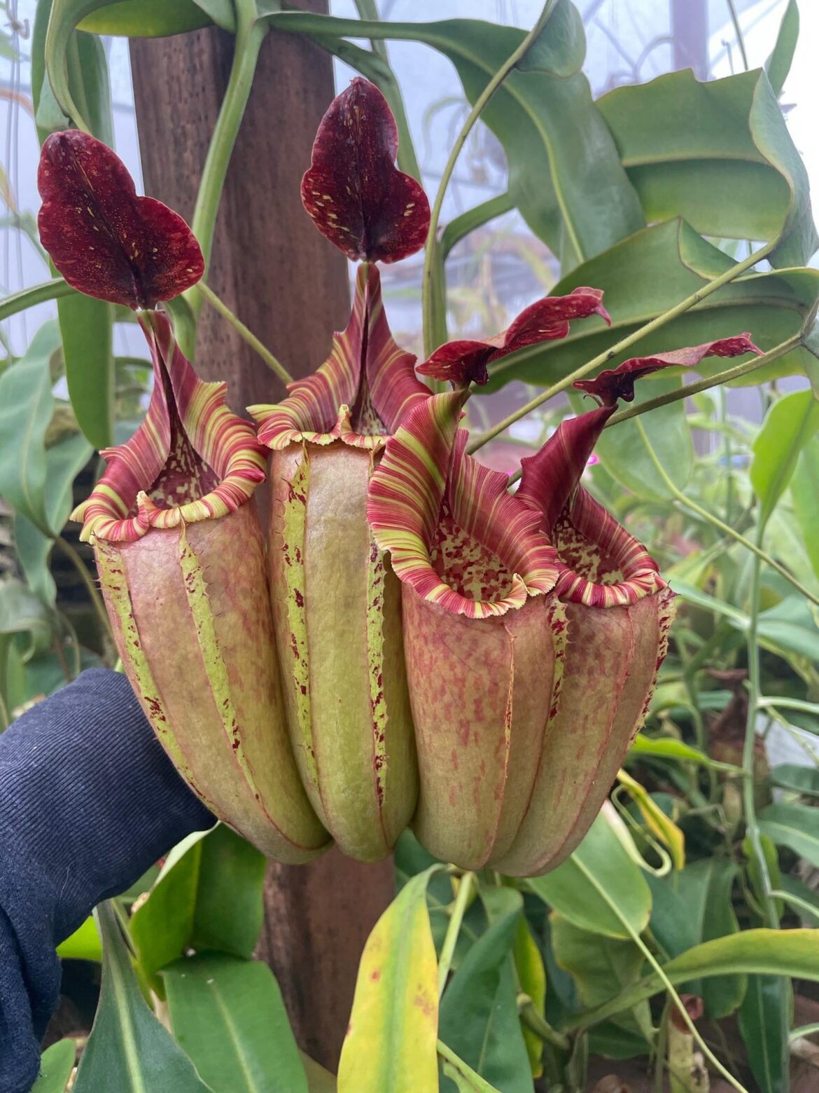 Built a tool to track growlists/plant collections and seeking plant people feedback - link in comments