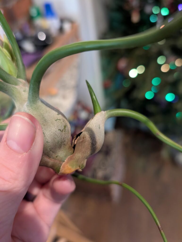 To remove or not to remove