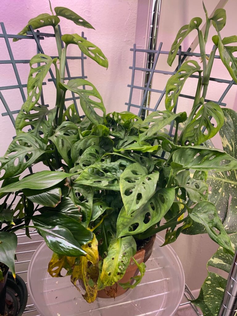 Adansonii still dropping leaves. Adansonii still dropping leaves.