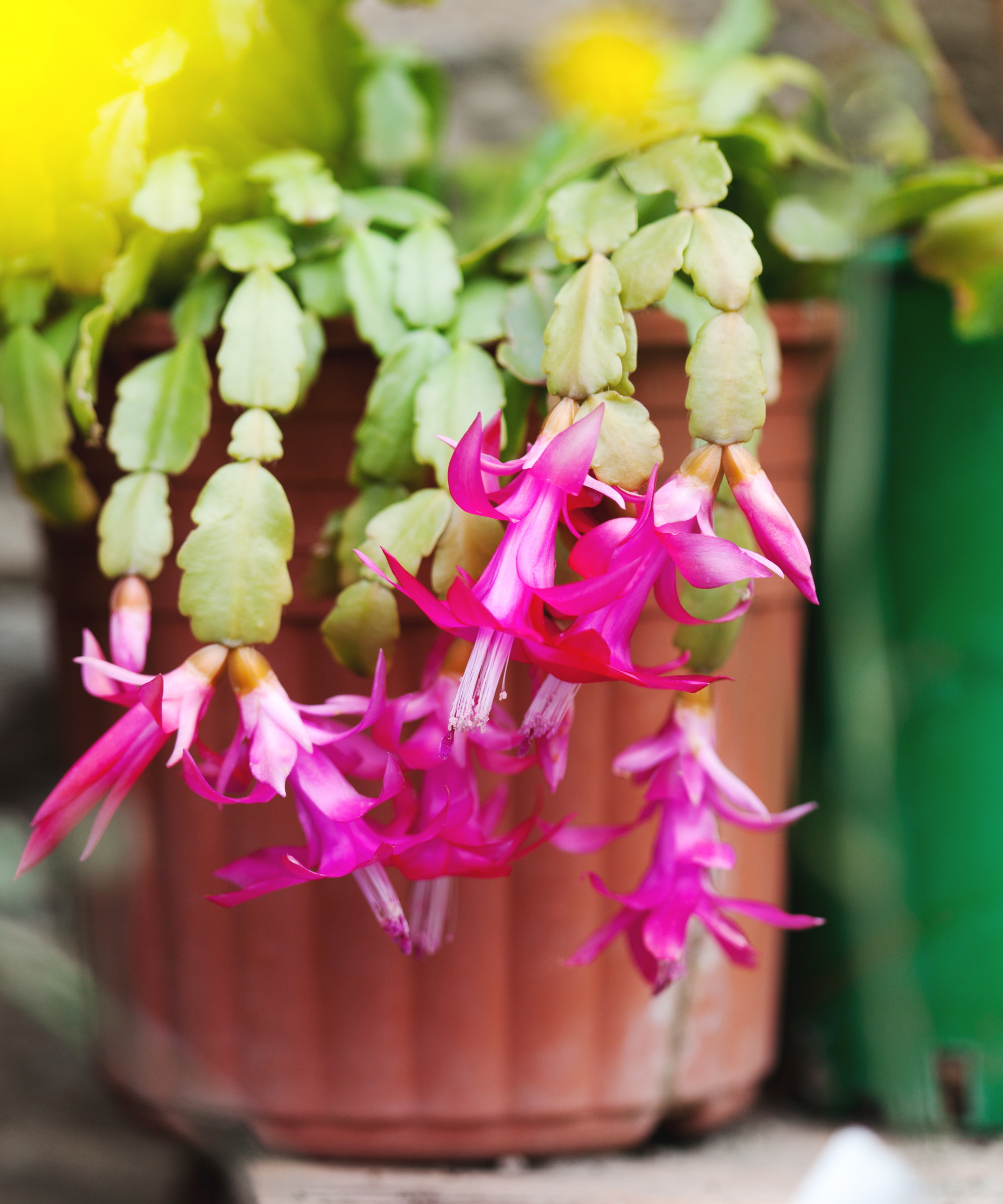 Flowering Christmas cactus in pink