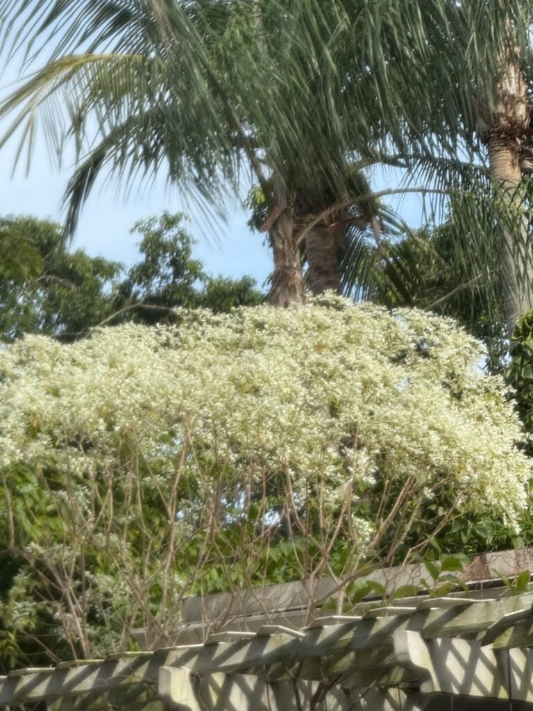 Euphorbia leucocephala aka snow flake tree