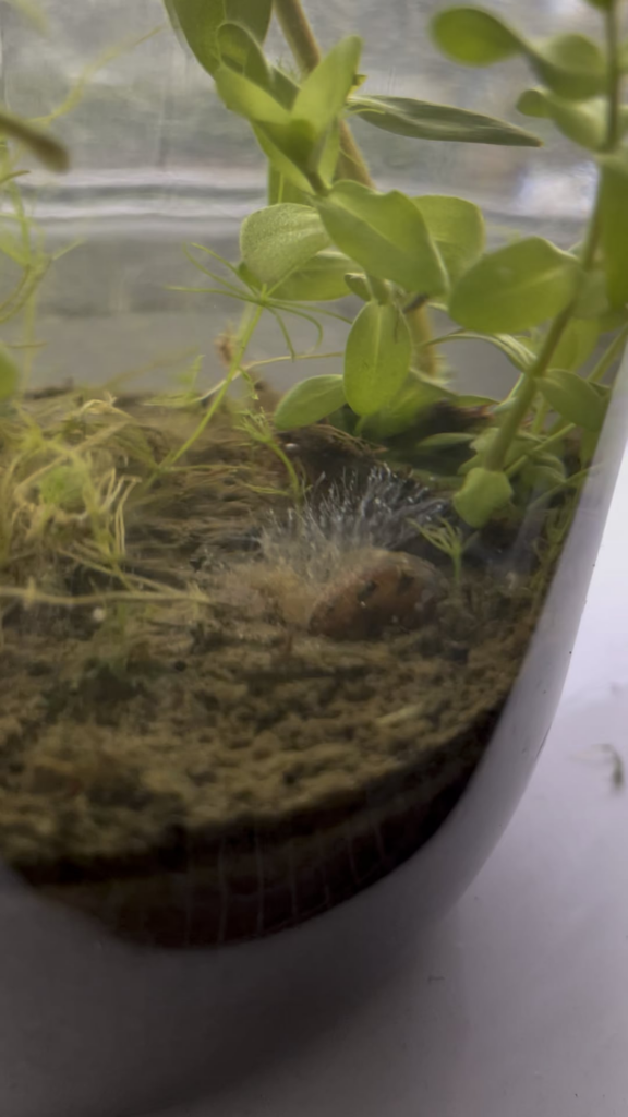 Hadn’t realised there was a large snail in this one. It’s dead. Looks as if it may completely mess up the jar but these tiny worms are having a blast at the minute.