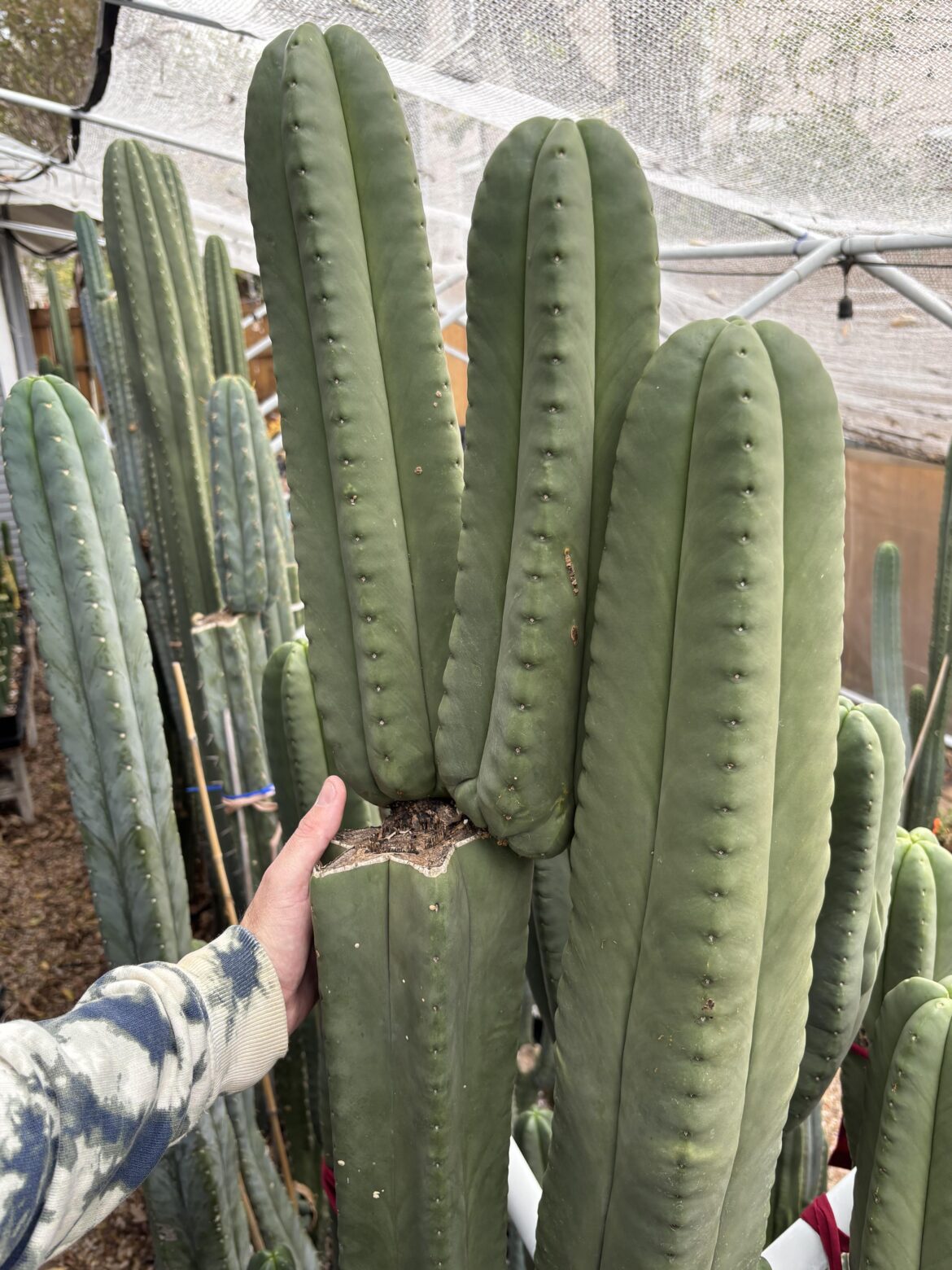 🌵✨🌵