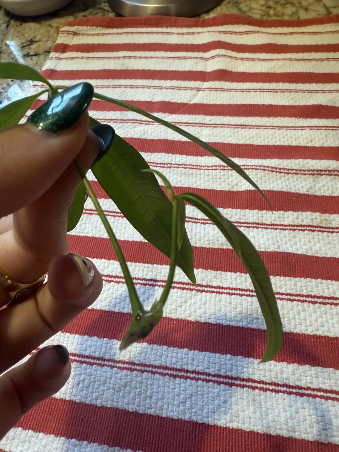 Can this money tree cutting be propagated?