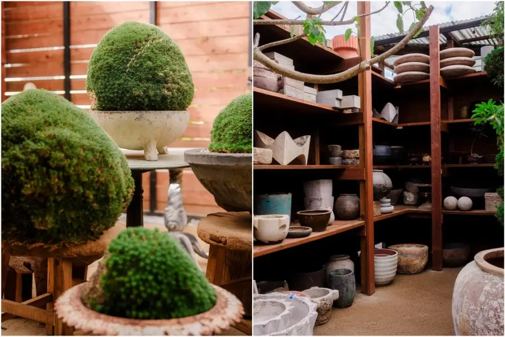 Confined to a pot, with some top growth and maybe their roots pruned, even ones that would become small trees in the wild are essentially transformed into bonsai.