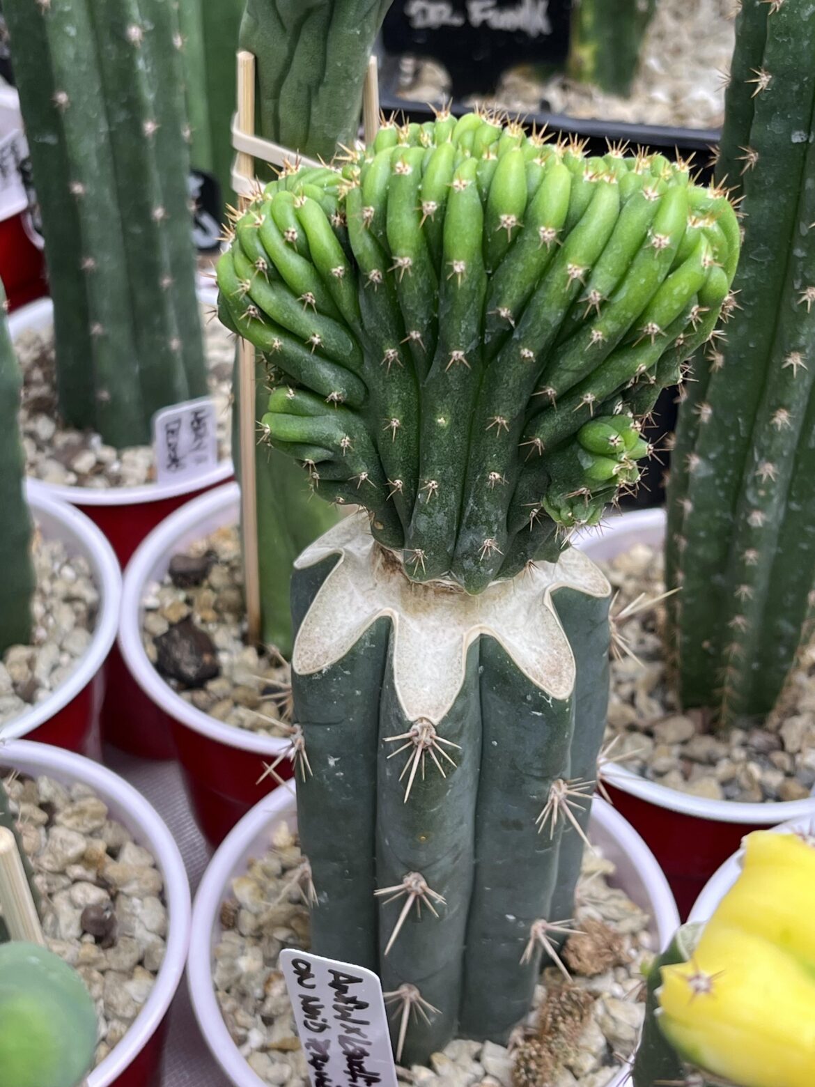 Awful x Landfill on NOID Peruvianus.