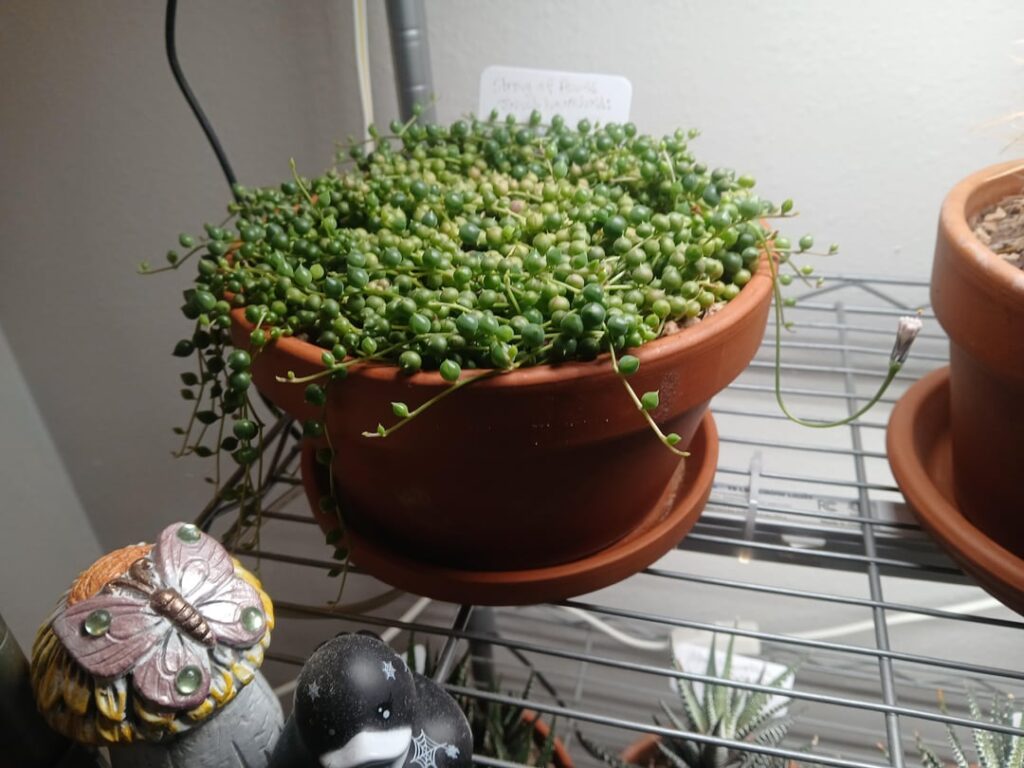 String of pearls blooming!