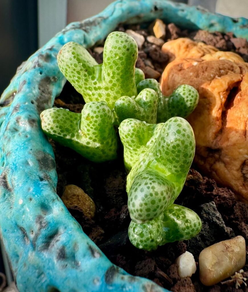 A midday shelfie from here in the UK