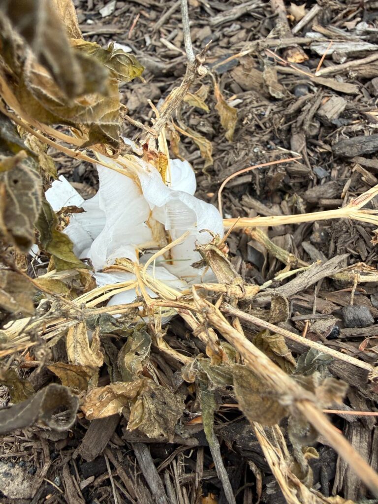 White substance at base of plant in Pennsylvania