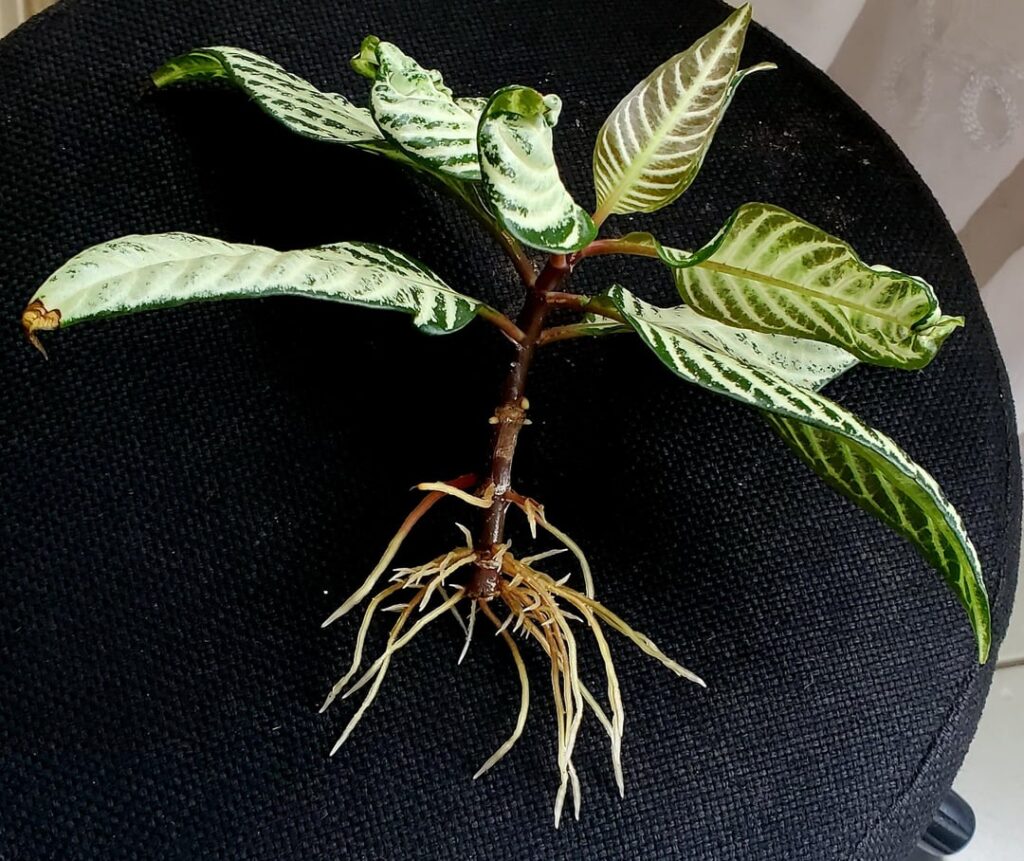 It's time. I think my Zebra White Wash is ready for the soil.