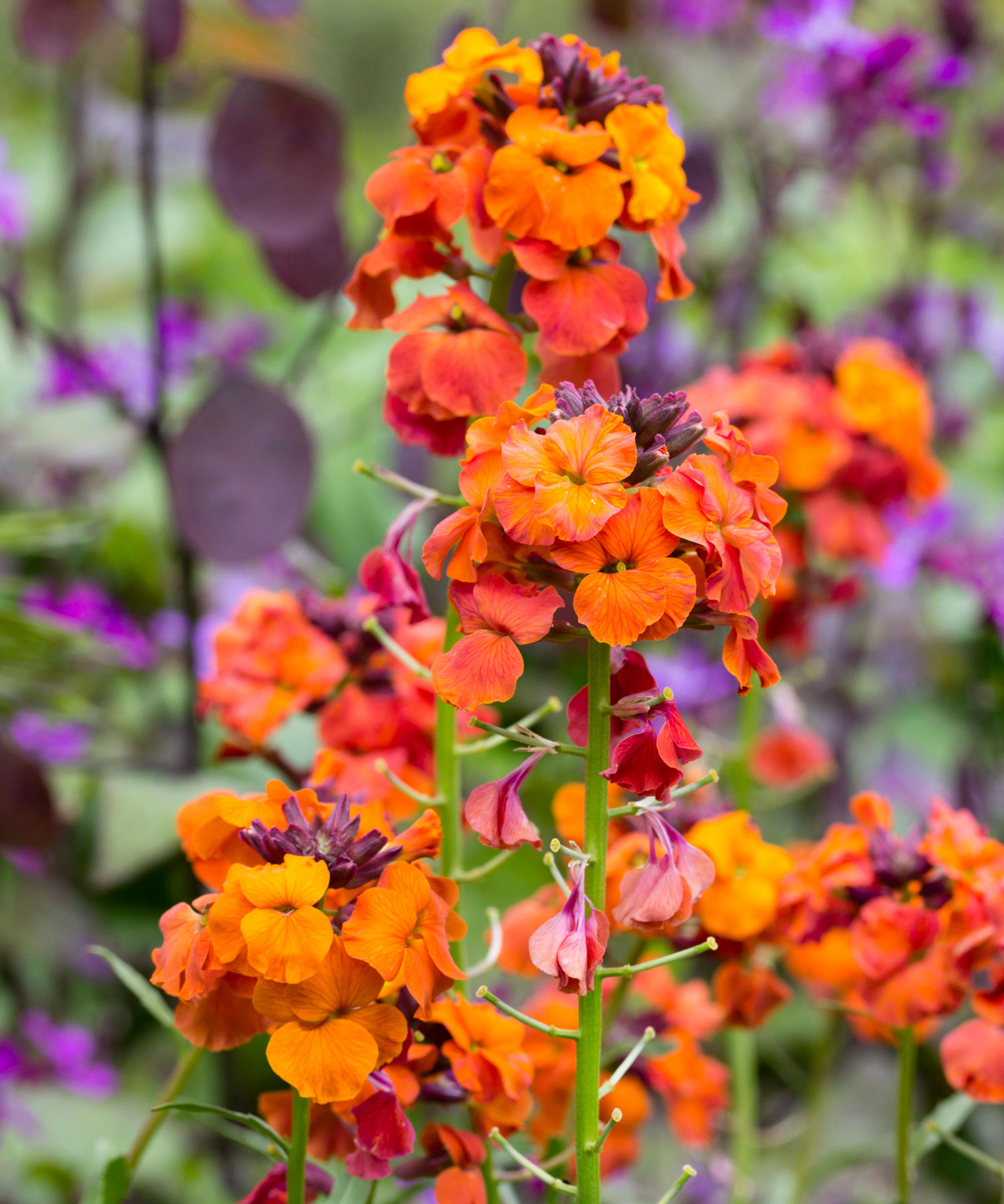 Bright orange flowers of the perennial wallflower, Erysimum 'Apricot Twist'