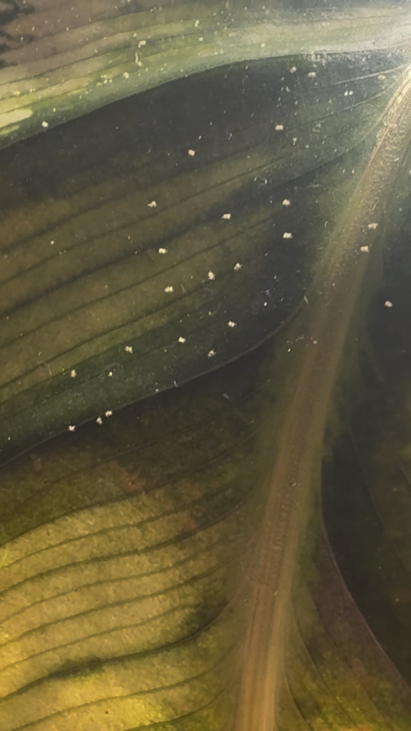 Spider mite infestation