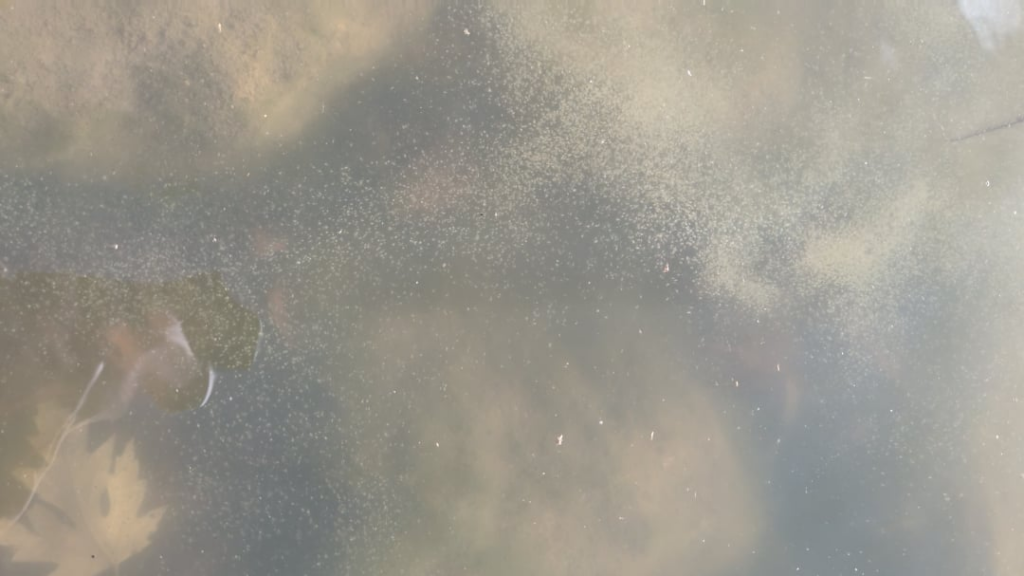 After a few days of south wind