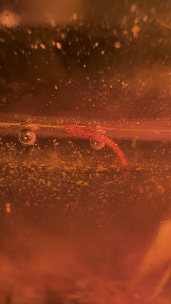 Who is this red chompy guy and why is my water so cloudy? Advice needed