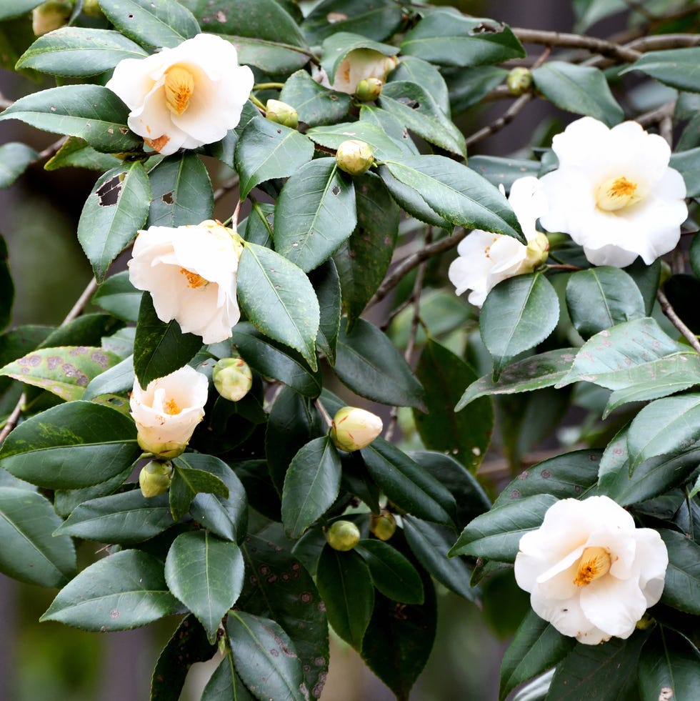 Camellia japonica 'Alba Plena' camellia japonica 'alba plena'
