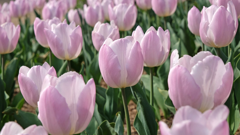 Delicate lavender-colored 'Candy Prince' tulips blooming in a garden