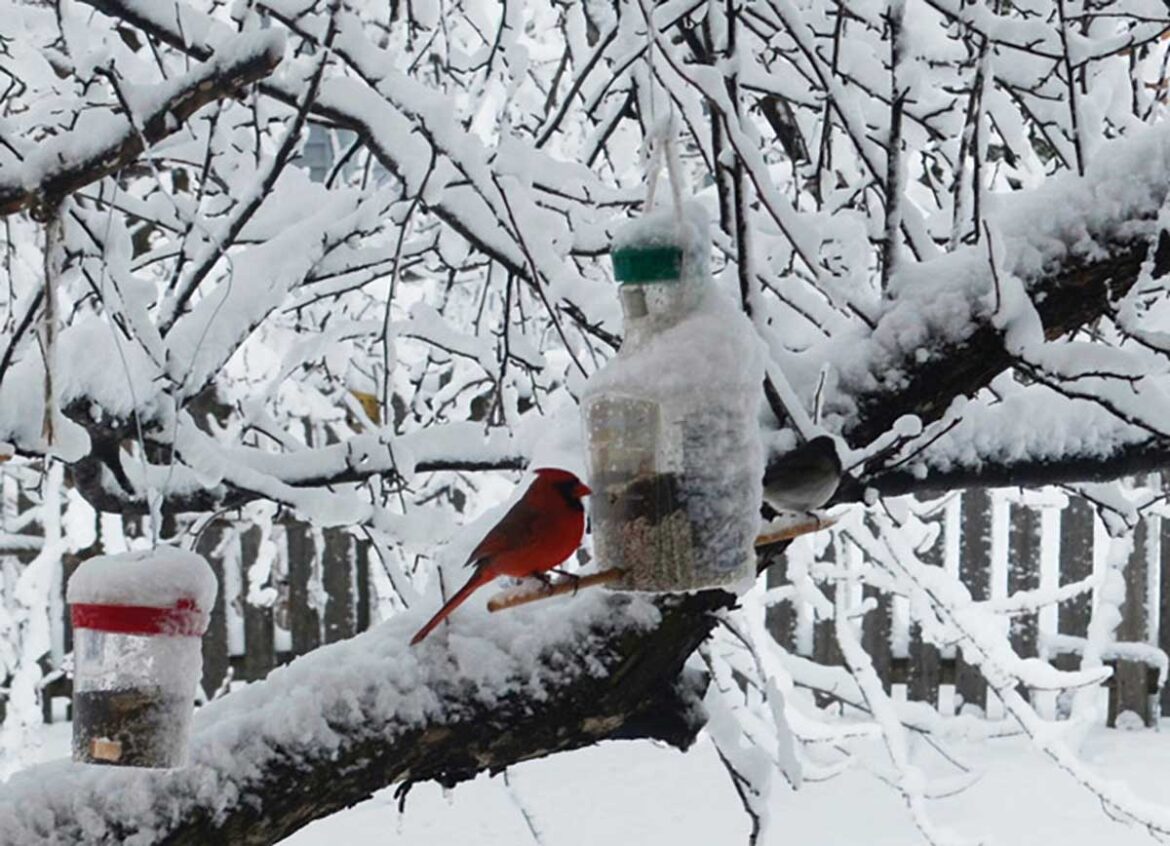 Naperville Gardener – Thanks for Winter Birds!