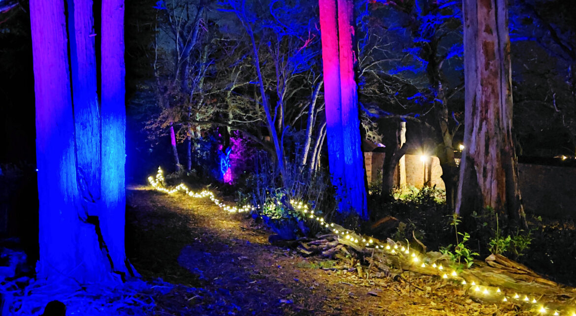 Winter lights bring enchanted evenings to Careys Secret Garden – Swanage News Winter lights bring enchanted evenings to Careys Secret Garden – Swanage News