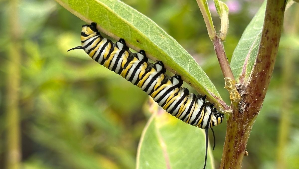 Monarch butterfly caterpillar eating milkweed leaves