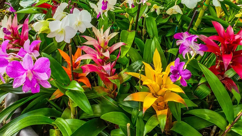 Colorful flowers at Fairchild Tropical Botanic Garden