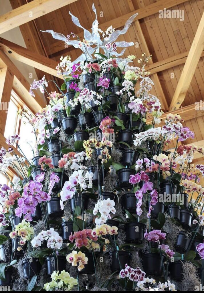 Merry Christmas and Happy Holidays Orchid lovers!