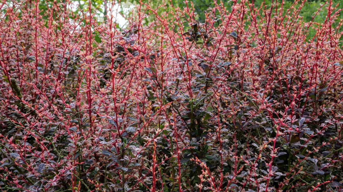 Gardener issues urgent warning against seemingly innocent plant: ‘They are terrible’ Yahoo news home