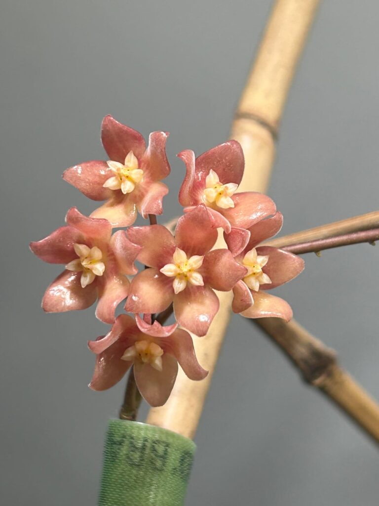 Hoya Deleoniorum, why is this not as popular?