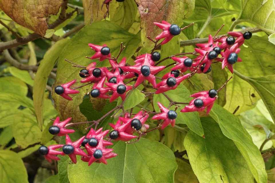 the ornamental berries of harlequin glorybower