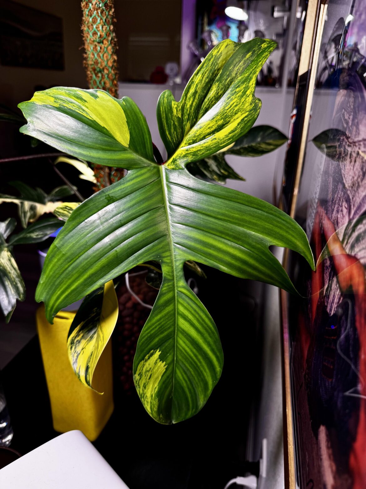 Hope it's not reverting...weird pattern this round.