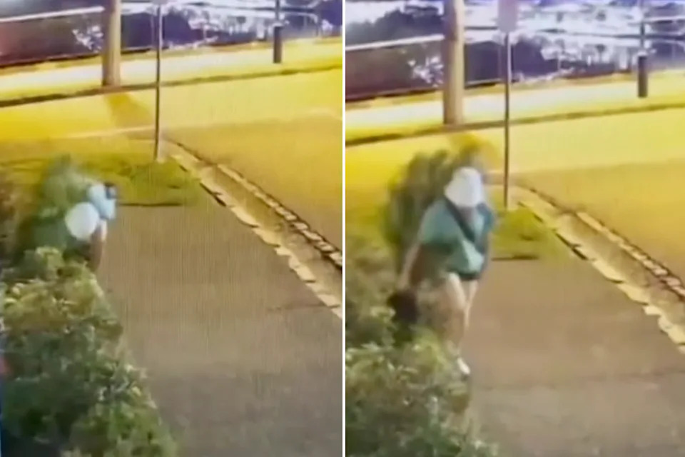 A woman spotted hauling a dwarf pine, roots and all, down a Fortitude Valley street.