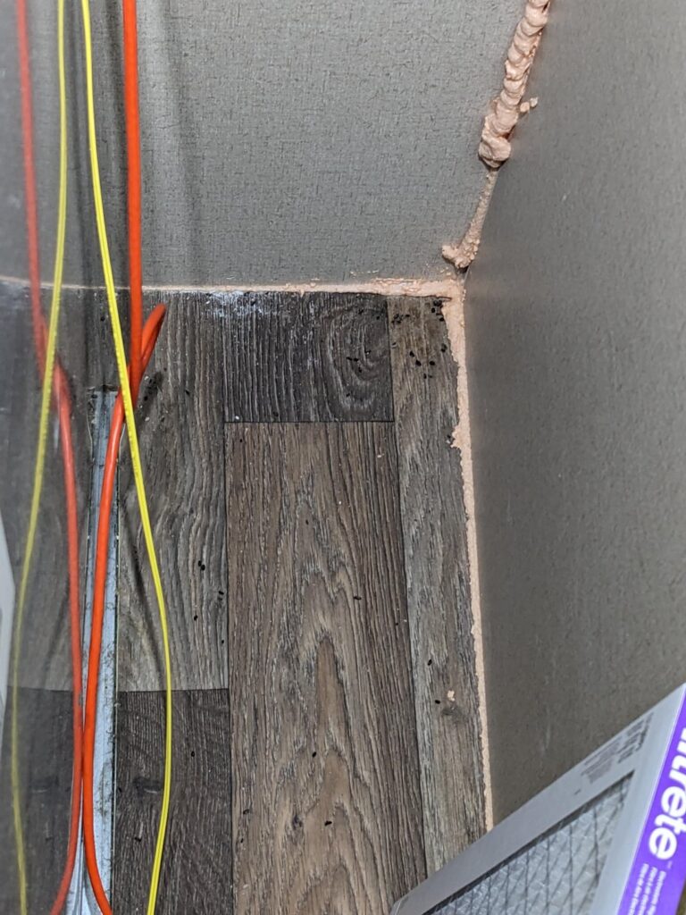 Do these look like rat feces and sound like their behavior?