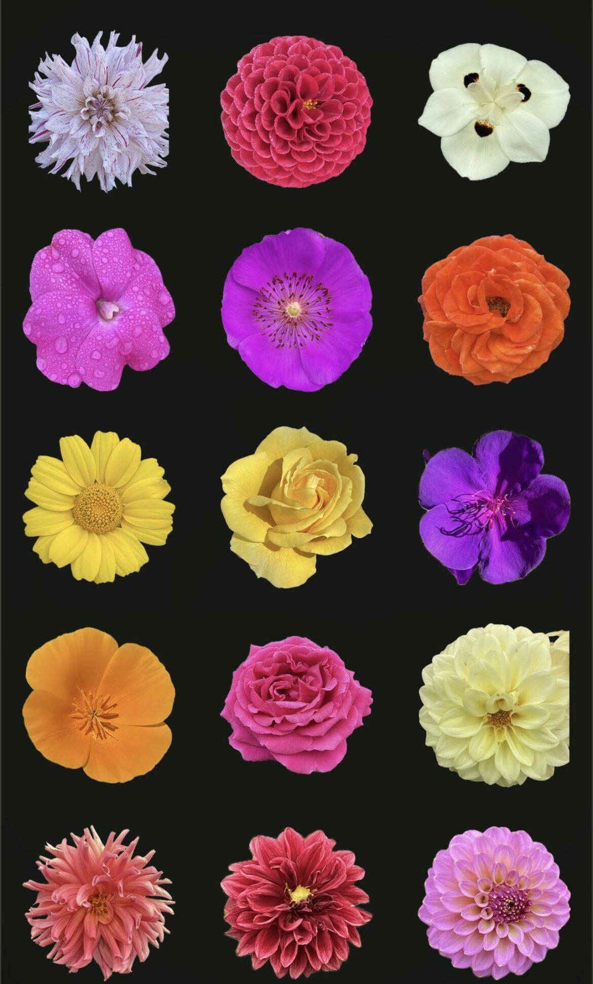 Tip: Turn your iPhone flower photos into “stickers” that can be used as emojis
