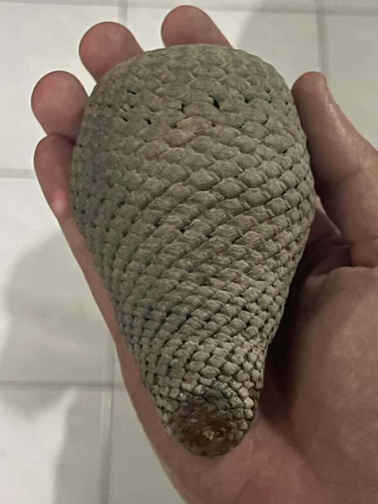 Euphorbia Piscidermis - Need Suggestions