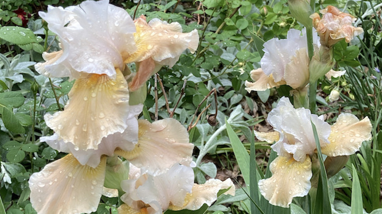 'Champagne Elegance' bearded irises in bloom.