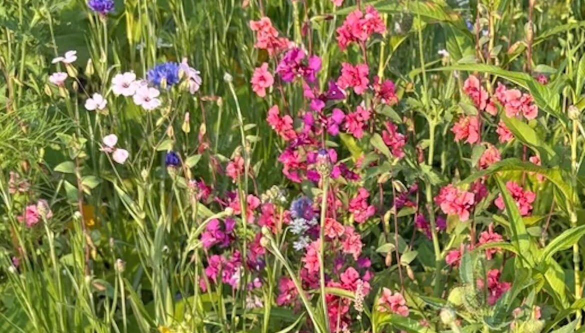 One gardener shared a photo of their chaos garden, sparking a discussion on lawns and native plants.