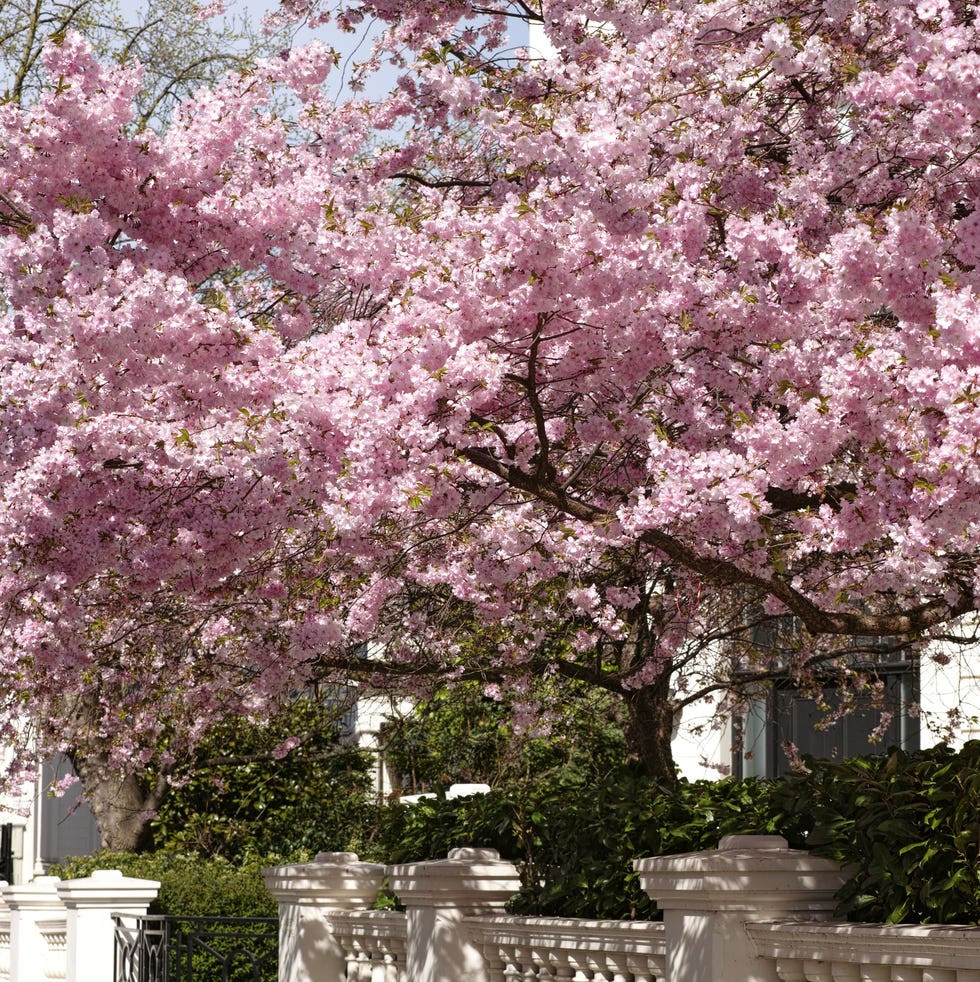 Now is the best time to plant your cherry blossom trees cherry blossom tree growing outside someone's house