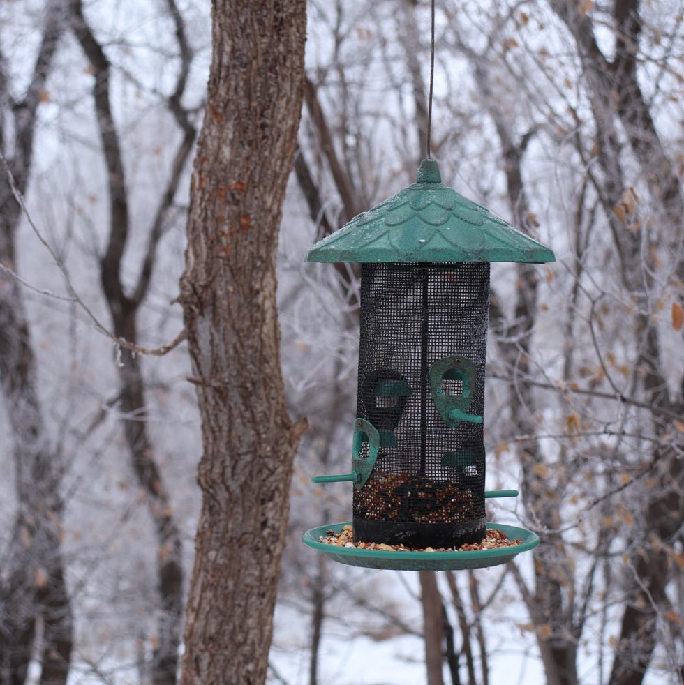 Bird feeder hanging on a tree in winter bird feeder hanging on a tree in winter