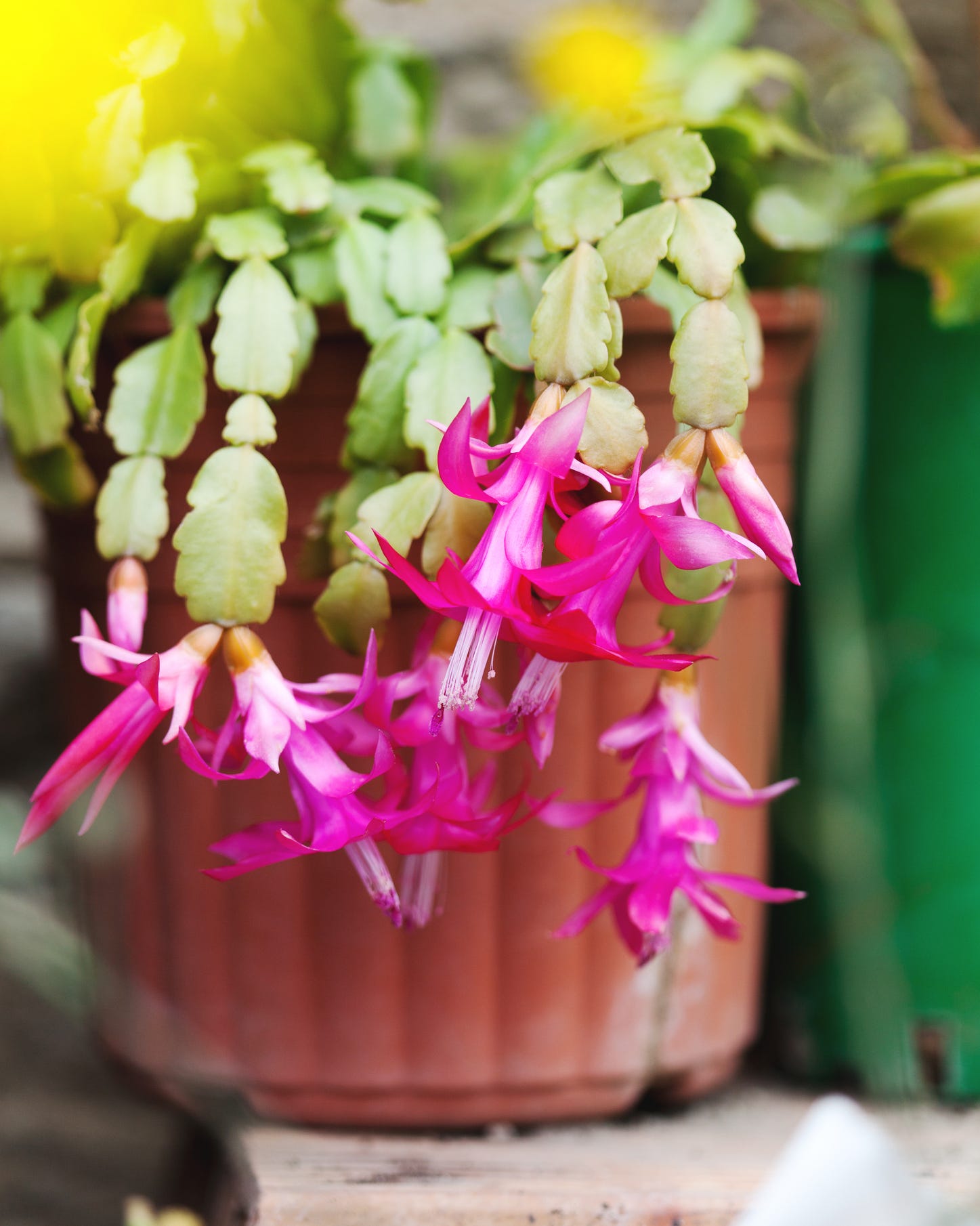 christmas cactus plant