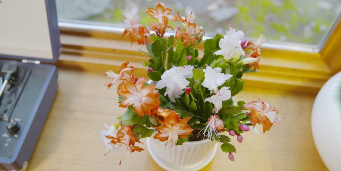 How to Care For a Christmas Cactus in 2025