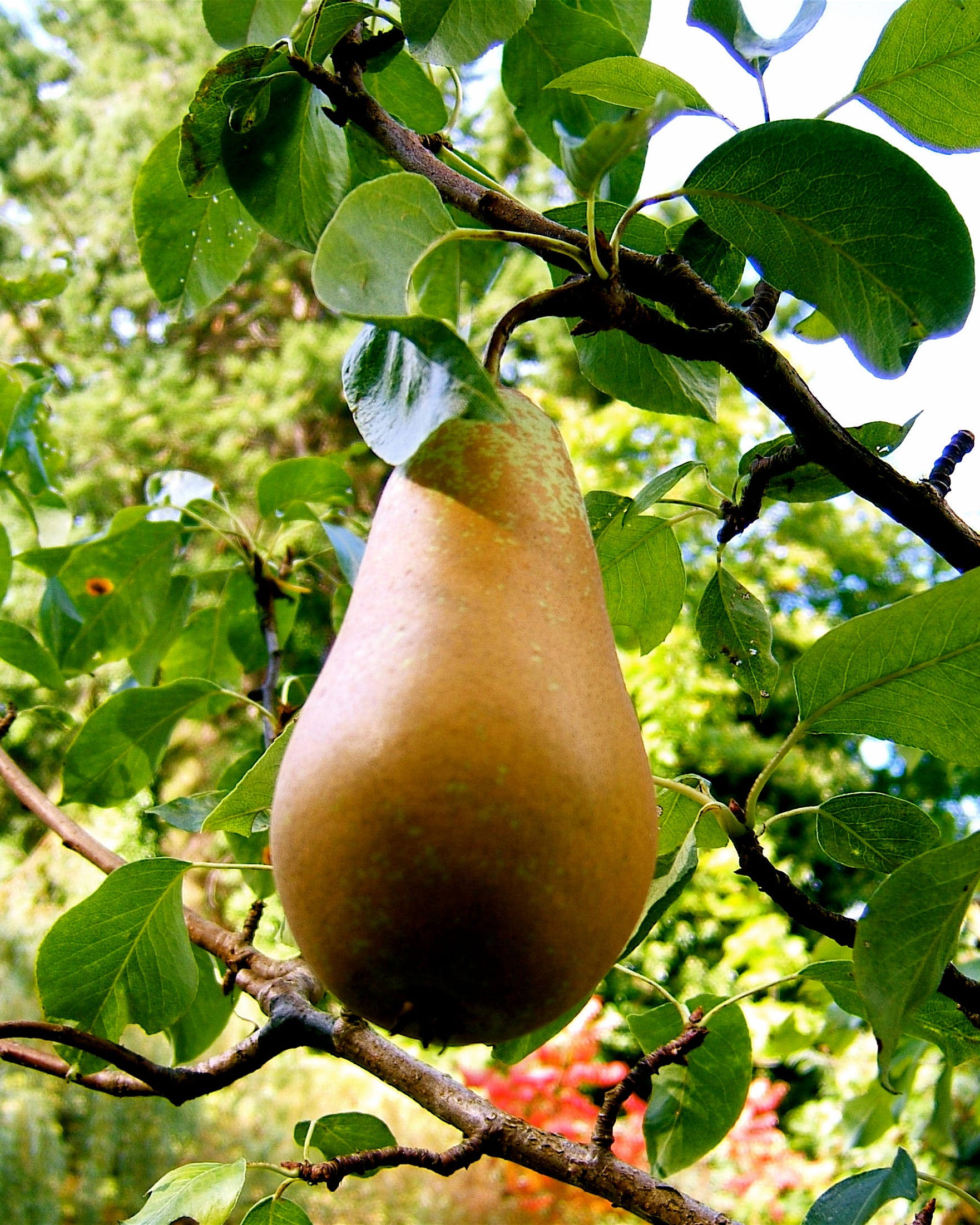 bosc pear tree christmas plant