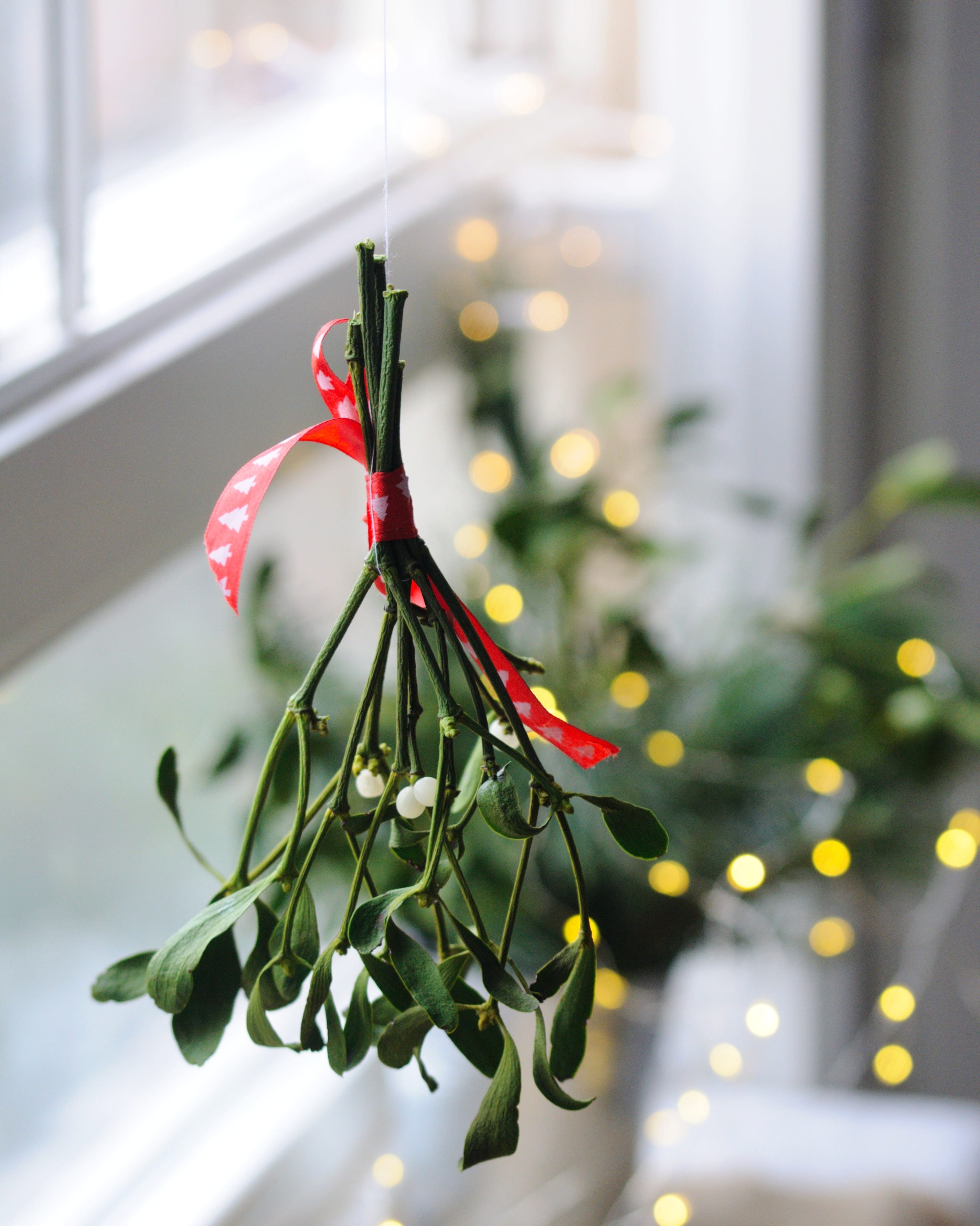 mistletoe chirstmas plant