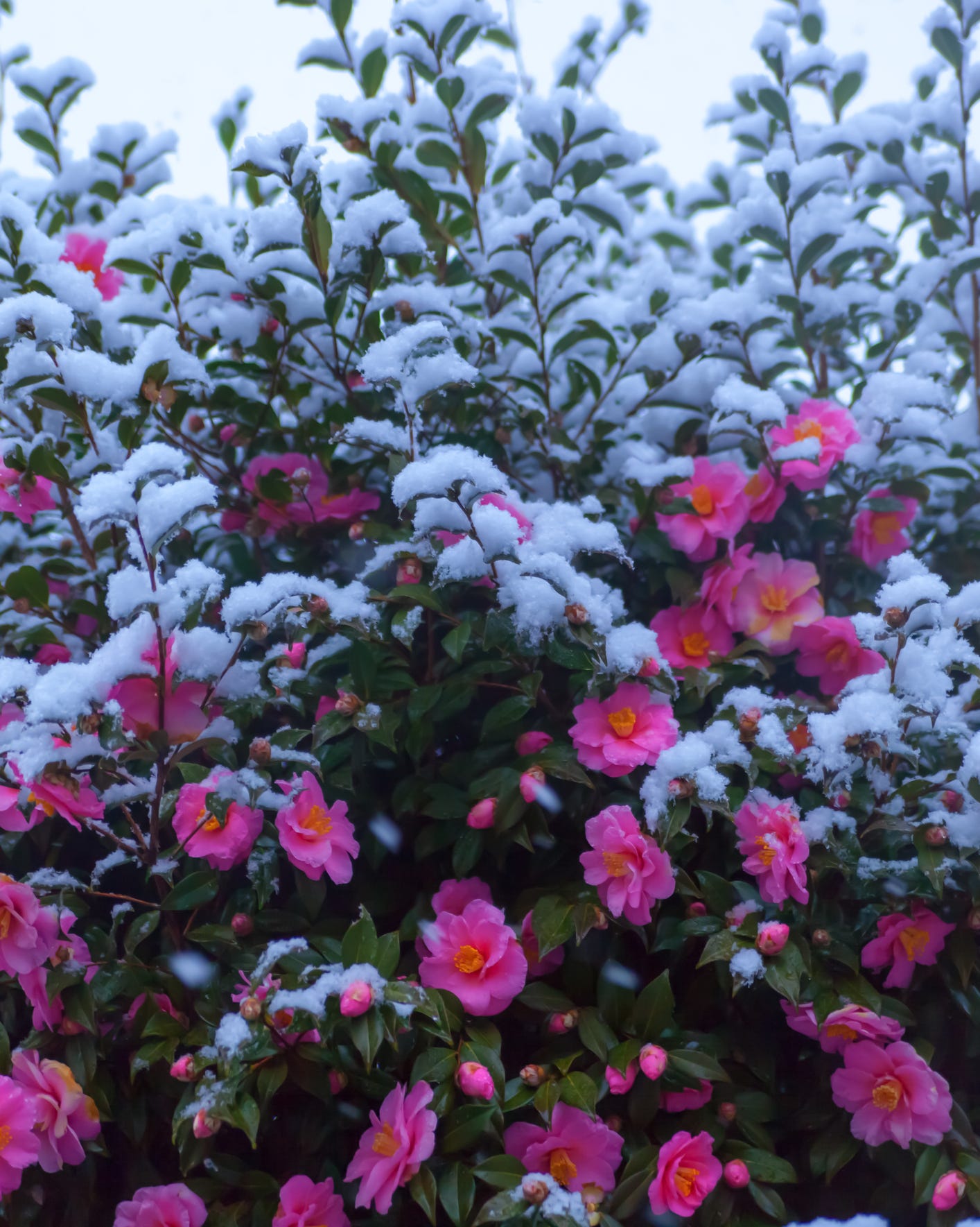 yuletide camellia christmas plant