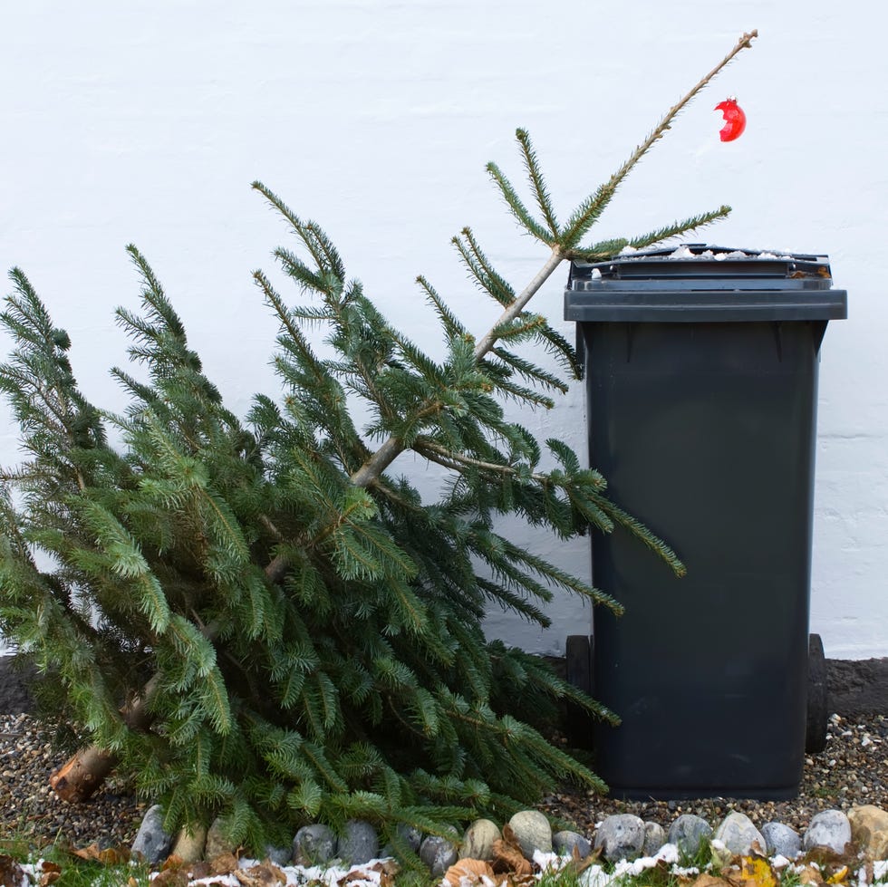 discarded christmas tree next to a trash bin