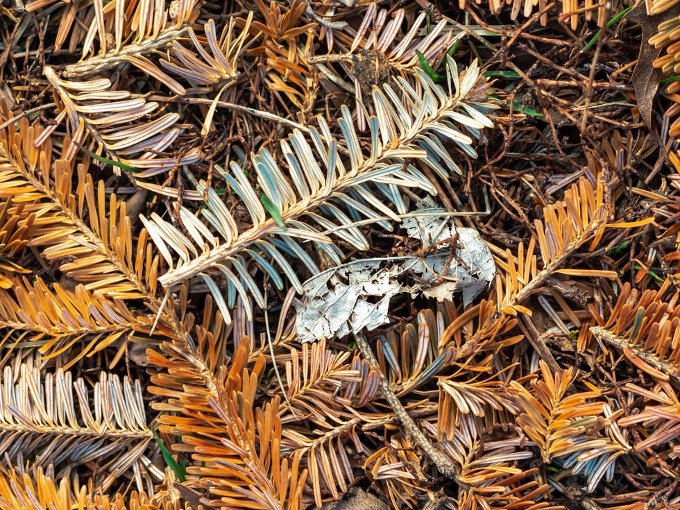 pile of brown, orange and green pine needle and branch pieces laying in the grass