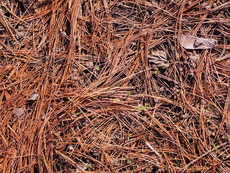 pine, needles, needles, dry, floor, forest, grass,