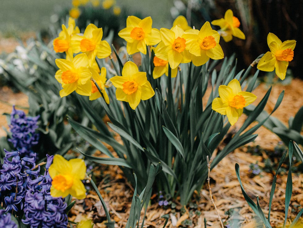 bright yellow daffodils and vivid purple hyacinths bloom vibrantly in a garden