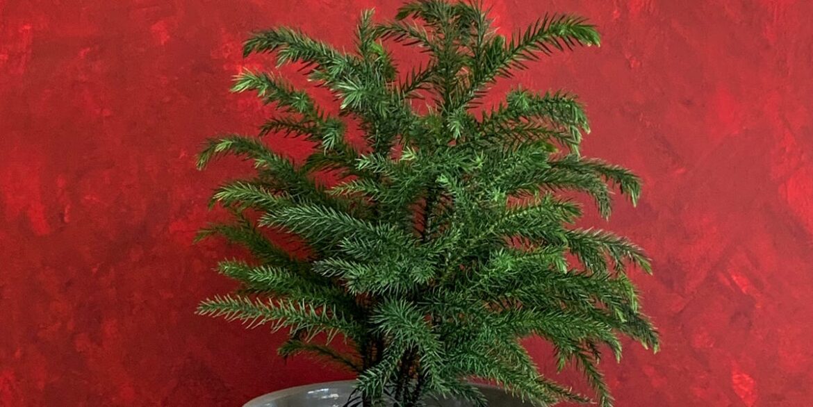 Christmas Plants to Keep After the Holidays (4 to Save, 2 to Skip)